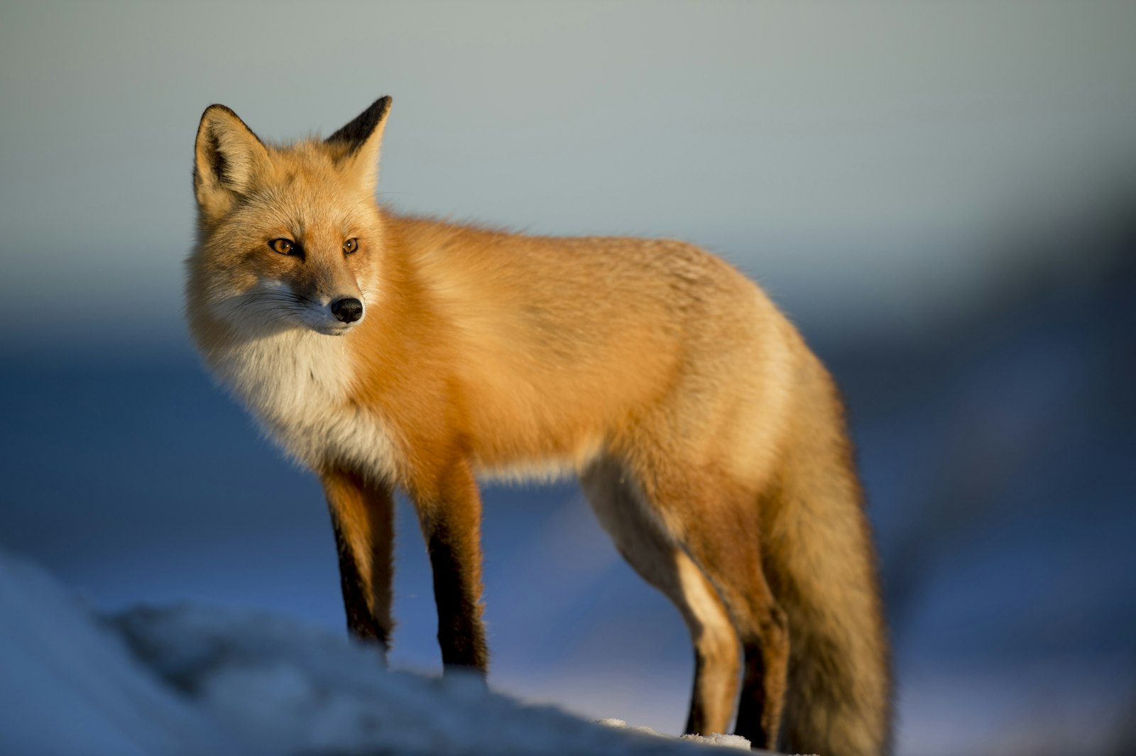 A red fox in soft golden light looking into the lens